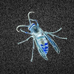 Hornet