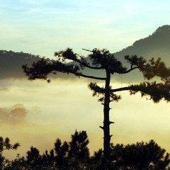 Pine Fog Rock (Composition No. 3)