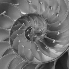 Fibonacci Sequence Composition
