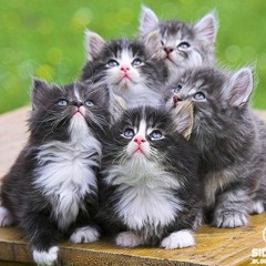 Saya Sudah Punya Banyak Kucing, Bagaimana Caranya Agar Kucing Saya Tidak Bertambah Lagi?