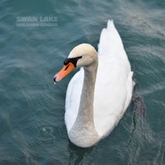 Swan Lake (Tchaikovsky)