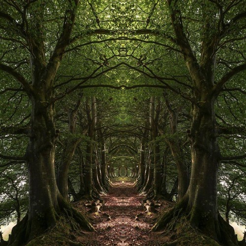 Deep Psychedelic Forest Journey (150BPM Mix)