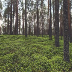 Young Shockolate - Leo