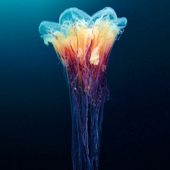 Jelly