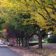 Improvisation Z (Instrumental)