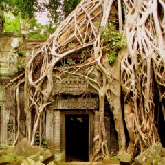 #TPOD (The Process Of Decay) --- SynTalk