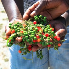 An African Farm Grows In South Jersey, by Will Coley