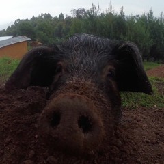 Pig Grunts - Ruhija Village, Uganda