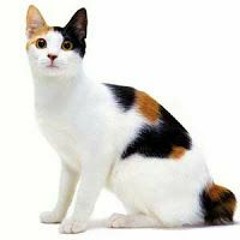 Ini Alasan Ilmiah Mengapa Kucing Belang Tiga Tidak Pernah Berusia Lama.