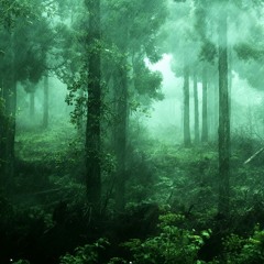 雨の森 Rain Forest