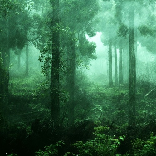 雨の森 Rain Forest By Machupicchu