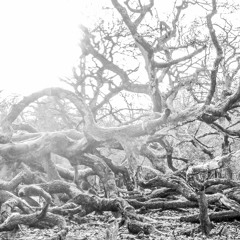 treetops