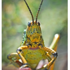 Grasshopper Forest