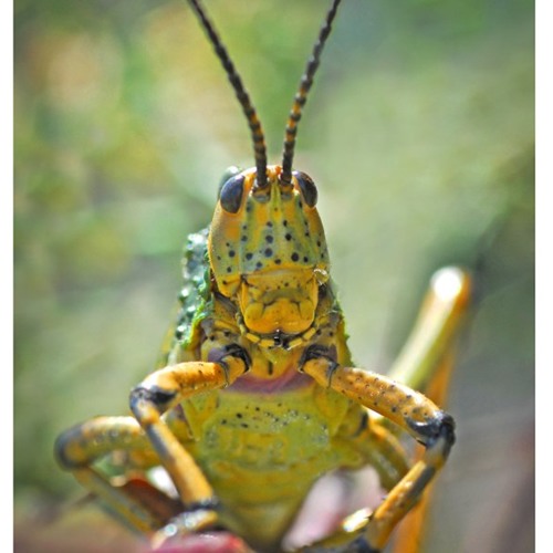 Grasshopper Forest