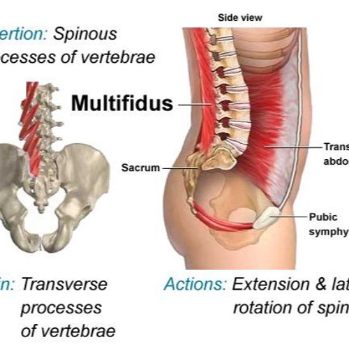 Musculus Multifidus
