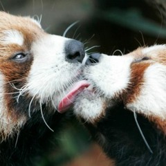 wake up panda pour heart ft. Big Mama Thornton, Boubacar Traoré, Yodrak Salakchai+friends