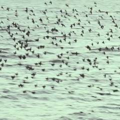 Die Aussicht (live @ Backstube Münster)