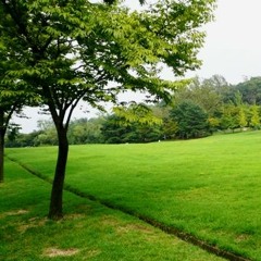 사람나무 (Treenity)