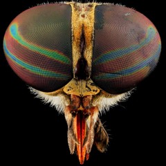 Abduction - TRAP INTRUMENTAL