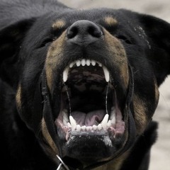 Hounds (Broke Dyl, Eazy B & Sack)