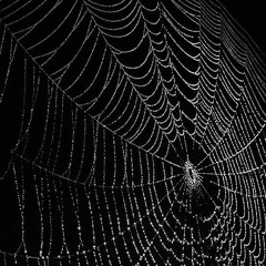 Nowon The Ancienttortoise - Spiderwebs - Prod. Straanj