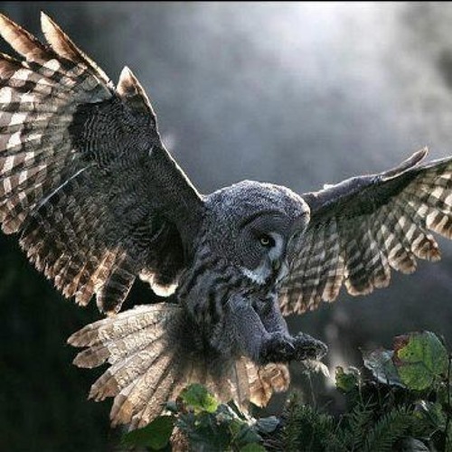 The Sound Of The Wild (David Whyte)
