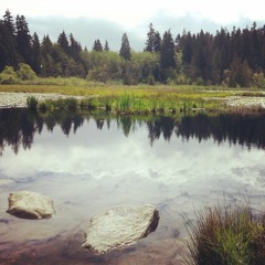 SNOWFOX - LET IT SETTLE