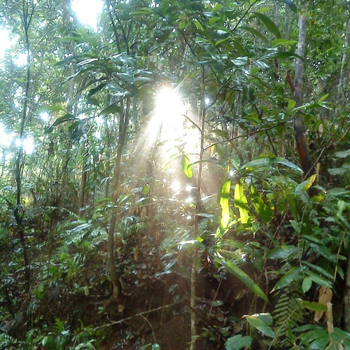 sapiens debilus profondikoum