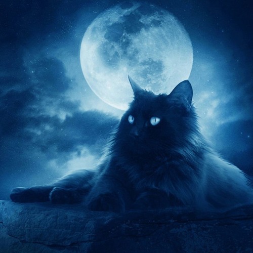 Лунный кот