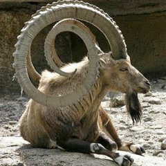 11 - 22 - 2015 Riff 2 Teaser