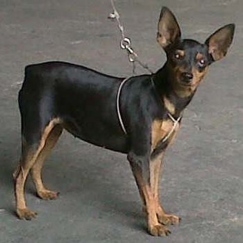 Mengapa Anjing Mini Pinscher Saya Suka Menggigit Dan Sangat Pencemburu