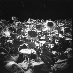 sunflow