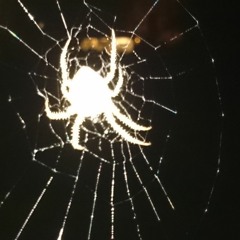 Spiderweb (Improvizacija)