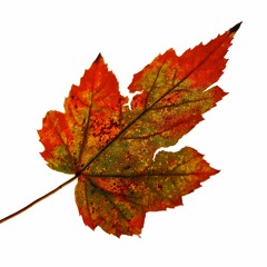 November 2015 Our Favorite Top 5 (we can't count)