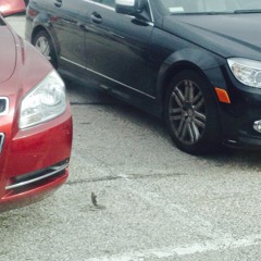 Bird Embedded Into The Asphalt