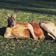 Andromeda Festival 2015  (9:00 - 10:30am)