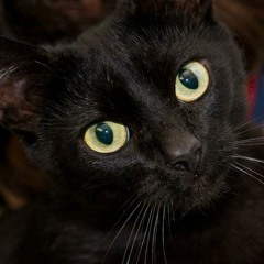 Little Black Cat [Sonic Mix '15]