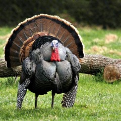 Thanksgiving Feel Good Dance Mix HemiBoy Style