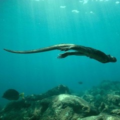 Marine Iguana