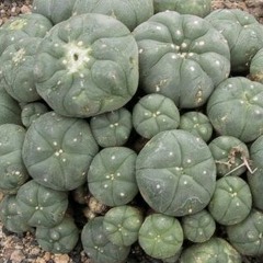 Sauk n fox peyote song