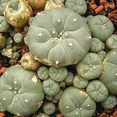 Sauk n fox peyote song