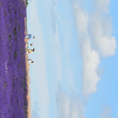 เท่าไหร่