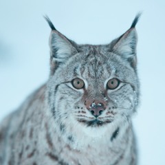 Gaupe & Manet / 26/11/15 mix