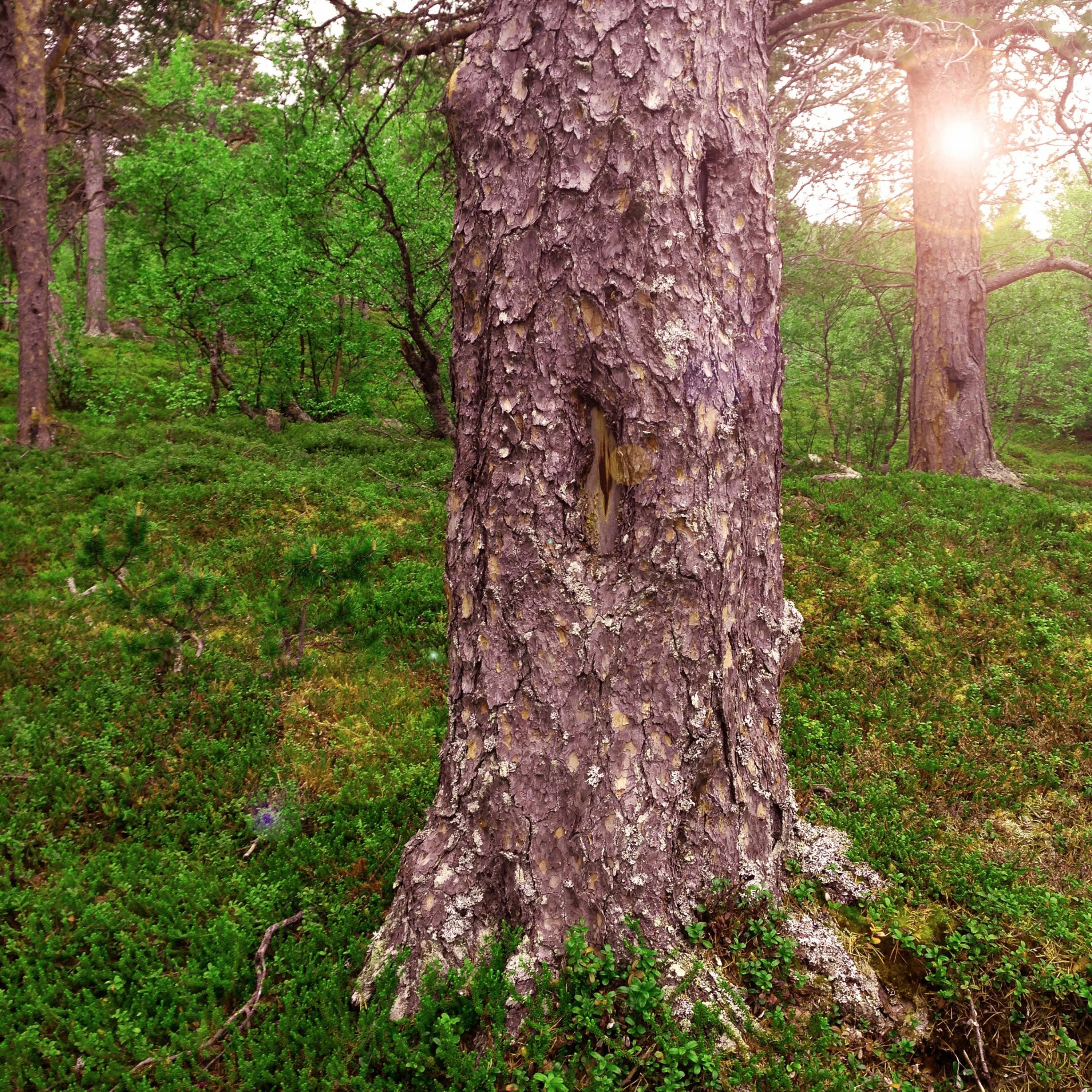 Sun, Wind and Pine Bark