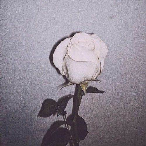 Shmgtln - She Drive Me Crazy