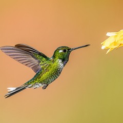 La chanson du colibri
