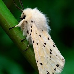 Mars Na Drinu (Sparkhill Nocturne)