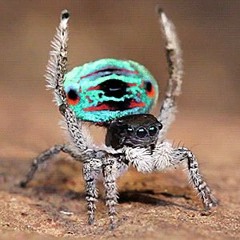 MLG Spider Dance