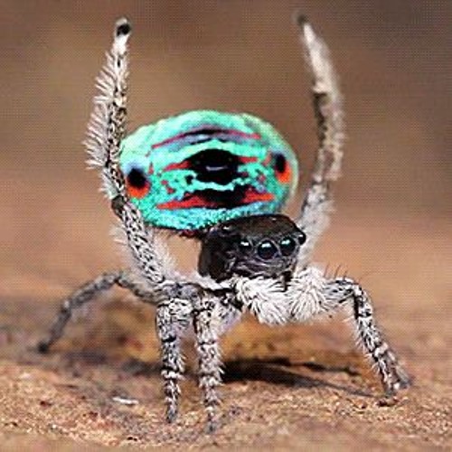 MLG Spider Dance