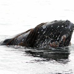Humpback whale social sounds